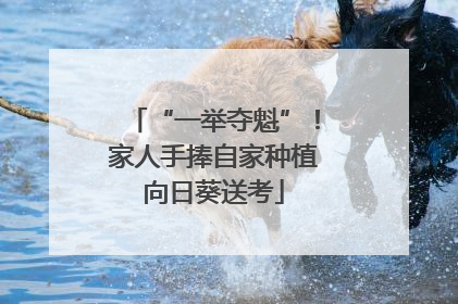 “一举夺魁”！家人手捧自家种植向日葵送考