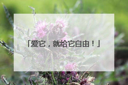 爱它，就给它自由！