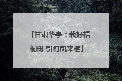 甘肃华亭：栽好梧桐树 引得凤来栖
