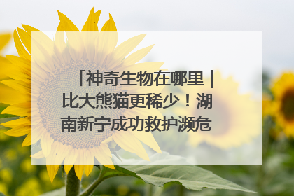神奇生物在哪里｜比大熊猫更稀少！湖南新宁成功救护濒危鸟类海南鳽