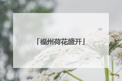 福州荷花盛开