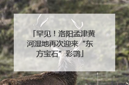罕见！洛阳孟津黄河湿地再次迎来“东方宝石”彩鹮
