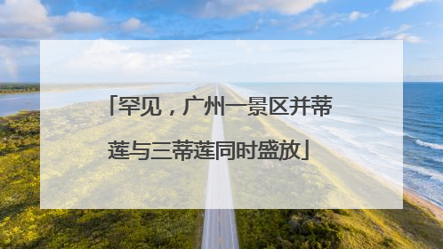 罕见，广州一景区并蒂莲与三蒂莲同时盛放