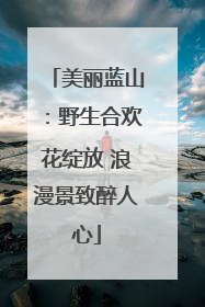 美丽蓝山：野生合欢花绽放 浪漫景致醉人心