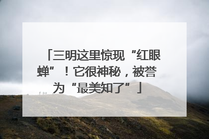 三明这里惊现“红眼蝉”！它很神秘，被誉为“最美知了”