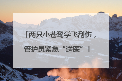 两只小苍鹭学飞刮伤，管护员紧急“送医”