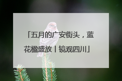 五月的广安街头，蓝花楹盛放丨镜观四川