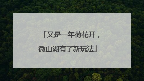 又是一年荷花开，微山湖有了新玩法