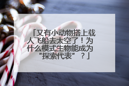 又有小动物搭上载人飞船去太空了！为什么模式生物能成为“探索代表”？