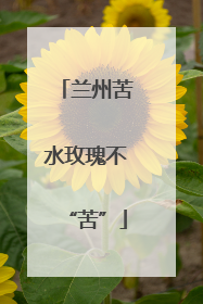兰州苦水玫瑰不“苦”