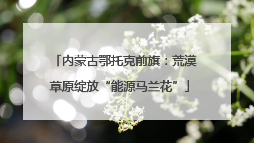 内蒙古鄂托克前旗：荒漠草原绽放“能源马兰花”