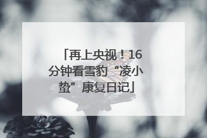 再上央视！16分钟看雪豹“凌小蛰”康复日记