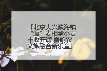 北京大兴瀛海镇“瀛”麦相承小麦丰收开镰 奏响农文旅融合新乐章