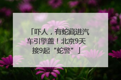 吓人，有蛇藏进汽车引擎盖！北京9天接9起“蛇警”