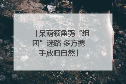 呆萌领角鸮“组团”迷路 多方携手放归自然