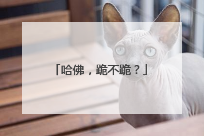 哈佛，跪不跪？