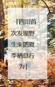四川首次发现野生朱鹮夏季栖息行为