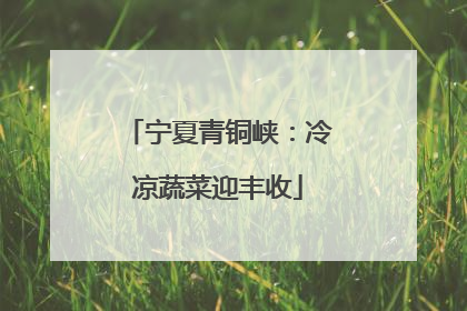 宁夏青铜峡：冷凉蔬菜迎丰收