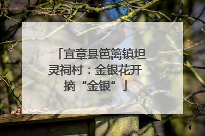 宜章县笆篱镇坦灵祠村：金银花开摘“金银”