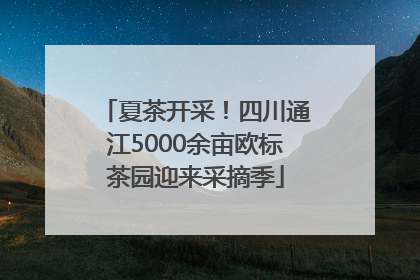 夏茶开采！四川通江5000余亩欧标茶园迎来采摘季