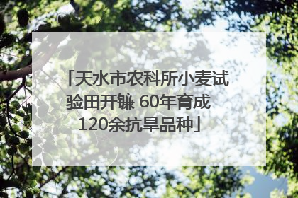 天水市农科所小麦试验田开镰 60年育成120余抗旱品种