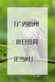 广西梧州：夏日赏荷正当时