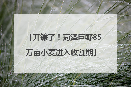 开镰了！菏泽巨野85万亩小麦进入收割期