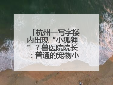 杭州一写字楼内出现“小狐狸”？兽医院院长：普通的宠物小狗，像狐狸犬