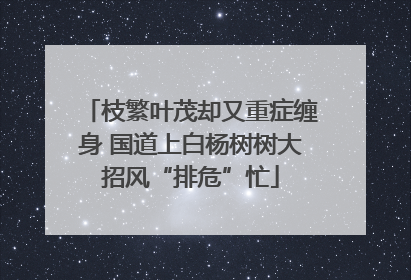 枝繁叶茂却又重症缠身 国道上白杨树树大招风“排危”忙