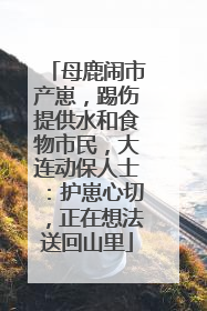 母鹿闹市产崽，踢伤提供水和食物市民，大连动保人士：护崽心切，正在想法送回山里