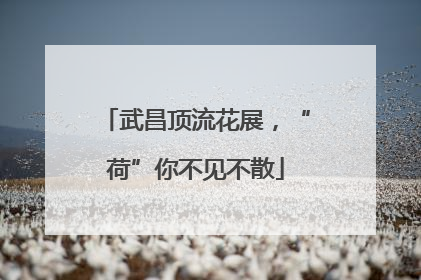 武昌顶流花展，“荷”你不见不散