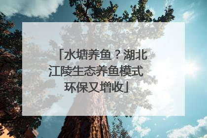 水塘养鱼？湖北江陵生态养鱼模式环保又增收