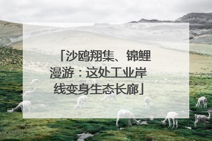 沙鸥翔集、锦鲤漫游：这处工业岸线变身生态长廊