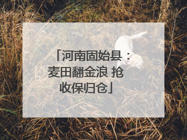 河南固始县：麦田翻金浪 抢收保归仓