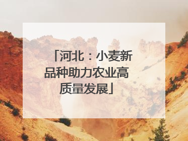 河北：小麦新品种助力农业高质量发展