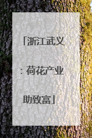 浙江武义：荷花产业助致富