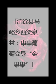清徐县马峪乡西梁泉村：串串葡萄变身“金果果”