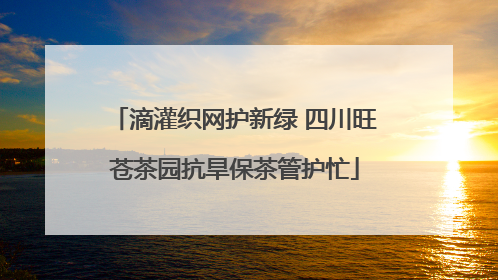 滴灌织网护新绿 四川旺苍茶园抗旱保茶管护忙