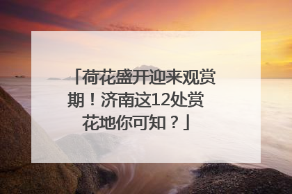 荷花盛开迎来观赏期！济南这12处赏花地你可知？