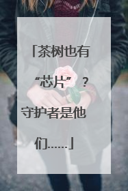 茶树也有“芯片”？守护者是他们……