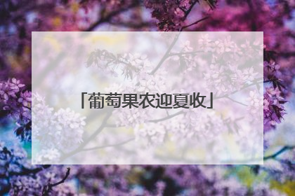 葡萄果农迎夏收