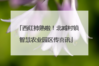 西红柿熟啦！北臧村镇智慧农业园区传喜讯
