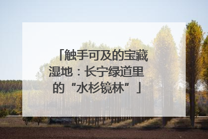 触手可及的宝藏湿地：长宁绿道里的“水杉镜林”