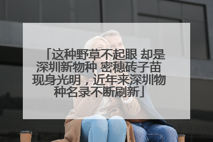 这种野草不起眼 却是深圳新物种 密穗砖子苗现身光明，近年来深圳物种名录不断刷新