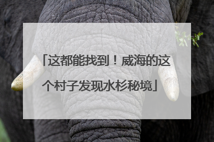 这都能找到！威海的这个村子发现水杉秘境
