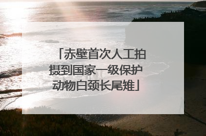 赤壁首次人工拍摄到国家一级保护动物白颈长尾雉