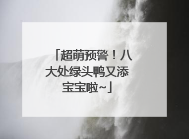 超萌预警！八大处绿头鸭又添宝宝啦~