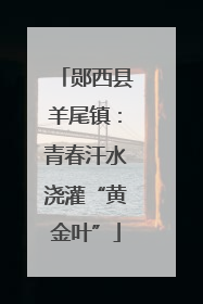 郧西县羊尾镇：青春汗水浇灌“黄金叶”