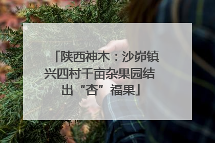 陕西神木：沙峁镇兴四村千亩杂果园结出“杏”福果
