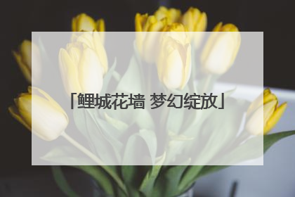 鲤城花墙 梦幻绽放